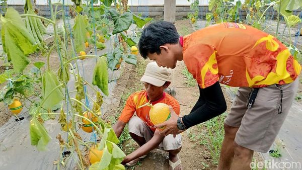 Manisnya Buah Golden Melon Lumajang
