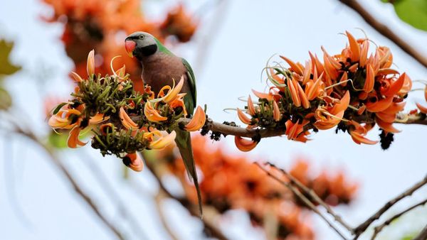 Palash Bermekaran, Musim Semi Tiba di Dhaka