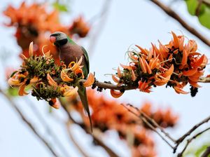 Palash Bermekaran, Musim Semi Tiba di Dhaka