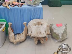 Saksi Bisu Kasus Perburuan Gajah di Riau: Gading hingga Sisik Trenggiling