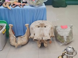 Saksi Bisu Kasus Perburuan Gajah di Riau: Gading hingga Sisik Trenggiling