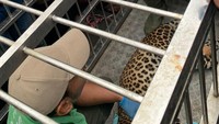 Macan Tutul yang Meneror Tawangmangu Ditangkap, Dibawa ke Solo Safari