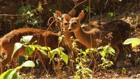 Kawanan Rusa Tiba-tiba Muncul-Hadang Pemotor di Depok