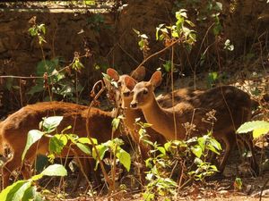 Rusa Bawean Jadi Logo HUT ke-539 Gresik, Bagaimana Populasinya?
