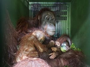 Jane Orang Utan dan Bayi Kembarnya Dievakuasi di Kutim