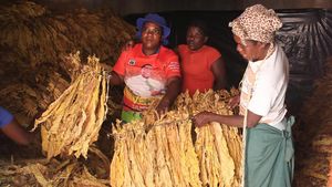 Chaibva Farm Bergeliat! Panen Tembakau Warnai Marondera