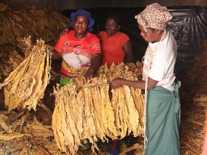 Chaibva Farm Bergeliat! Panen Tembakau Warnai Marondera