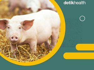 Video: Spanyol Temukan Kasus Flu Babi diduga Menular Antarmanusia