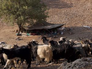 Leluhur Orang Iran Sudah Bisa Olah Susu Sejak 9.000 Tahun Lalu