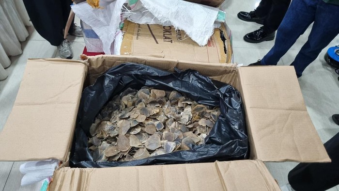 Penyelundupan Sisik Trenggiling Ratusan Miliar Terbongkar di Tanjung Priok