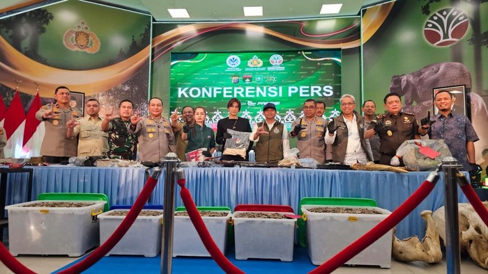 Gajah Sumatera Diburu, Gadingnya Dikirim ke Solo