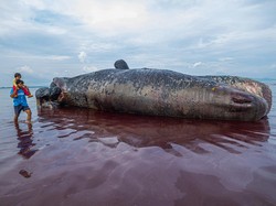 Bangkai Paus Sperma Raksasa di Pantai Kolaka Bakal Ditarik ke Laut Dalam
