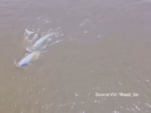 Kawanan Pesut Mahakam Terekam Drone Lagi Beraksi dengan Lucunya