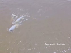 Kawanan Pesut Mahakam Terekam Drone Lagi Beraksi dengan Lucunya