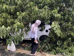 Brak! Pohon Tumbang Timpa Mobil-Lapak di Daerah Suratmo Semarang