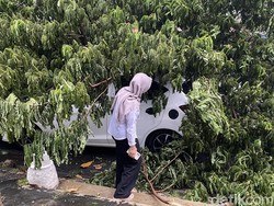 Brak! Pohon Tumbang Timpa Mobil-Lapak di Daerah Suratmo Semarang