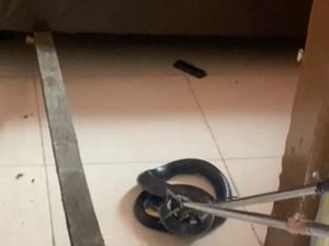 Ngeri! Ular Kobra 2 Meter Ngumpet di Bawah Kasur Warga di Gorontalo