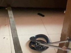 Ngeri! Ular Kobra 2 Meter Ngumpet di Bawah Kasur Warga di Gorontalo