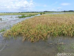 20 Hektare Sawah di Lumajang Terendam Banjir