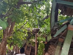 Hujan Disertai Angin Kencang Rusak Puluhan Rumah Warga di Pamekasan