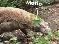 Gara-gara Monyet, Komodo di Singapore Zoo Telan Boneka yang Dilempar