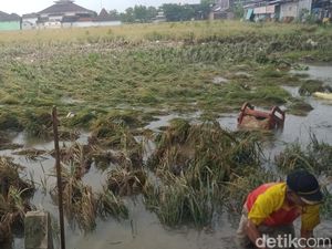 390 Hektare Tanaman Padi Siap Panen di Klaten Terendam Banjir
