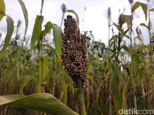 Cirebon Jadi Pusat Benih Sorgum Nasional, Target 2.500 Hektare