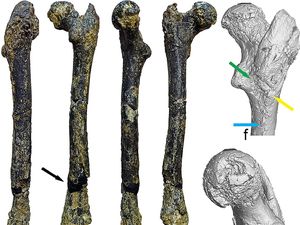 Fosil Ini Diduga Bukti Nenek Moyang Manusia Purba Pertama, Bukan dari Afrika