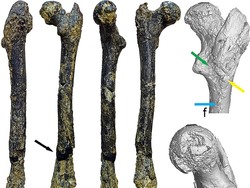 Fosil Ini Diduga Bukti Nenek Moyang Manusia Purba Pertama, Bukan dari Afrika