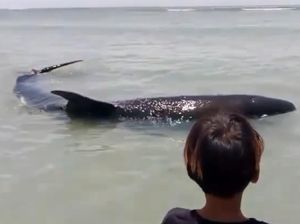 Ikan Paus 5 Meter Penuh Luka Terdampar di Pantai Palippis Polman