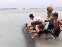 Video Seekor Paus 5 Meter Terdampar di Pantai Palippis Polman