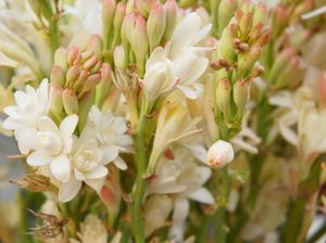Mitos Bunga Layu di Rumah Bisa Bawa Sial, Begini Penjelasan dalam Islam