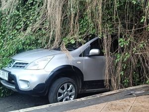 Pohon Beringin Depan Kantor Bupati Batang Tumbang Timpa Mobil