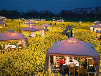 Sensasi Makan Hotpot di Tengah Lautan Bunga Kanola