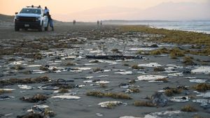 Tumpahan Minyak Cemari Pantai Veracruz, Nelayan dan Warga Pesisir Terdampak