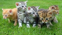 Penelitian Ungkap 3 Cara Kucing Berkomunikasi dengan Manusia