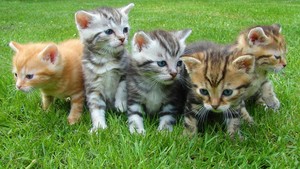 Penelitian Ungkap 3 Cara Kucing Berkomunikasi dengan Manusia
