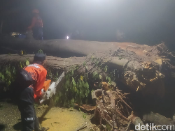 Pohon Sukun Besar Tumbang Diterjang Angin Kencang di Pamekasan