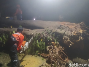 Pohon Sukun Besar Tumbang Diterjang Angin Kencang di Pamekasan