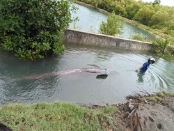 Sempat Dievakuasi, Paus 5 Meter Terdampar di Polman Ditemukan Mati di Majene