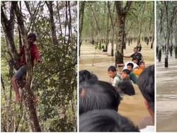 Viral 5 Pria Bertahan di Atas Pohon Karet Saat Terjebak Banjir Lampung