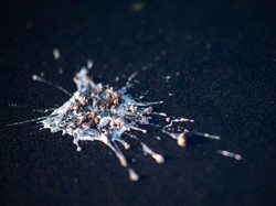 Kerajaan Kuno Ini Makmur Pada Masanya Berkat Kotoran Burung