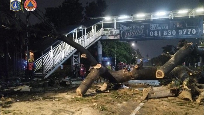 Pohon Tumbang di Jaksel Menimpa Motor, Akibatkan Kematian