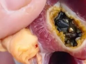 Pria Beli Bebek Hidup, Temukan 10 Gram Emas di Lambung Bebek