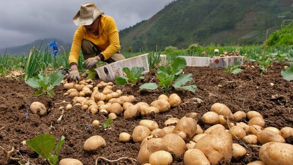 Curah Hujan Tinggi, Hasil Panen Kentang Turun 50 Persen