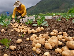 Curah Hujan Tinggi, Hasil Panen Kentang Turun 50 Persen