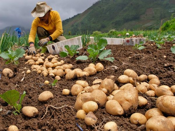 Curah Hujan Tinggi, Hasil Panen Kentang Turun 50 Persen