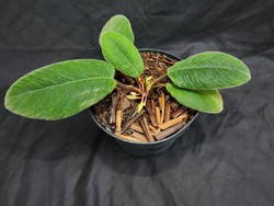 Peneliti Temukan Spesies Tanaman Baru Endemik di Sumut, Begini Wujudnya