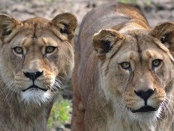 Terpopuler: Dua Singa Terakhir di Kebun Binatang Ini Harus Disuntik Mati