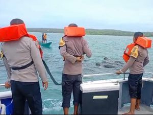 Gerombolan Paus Pilot Terjebak Pukat Nelayan di Perairan Rote Ndao